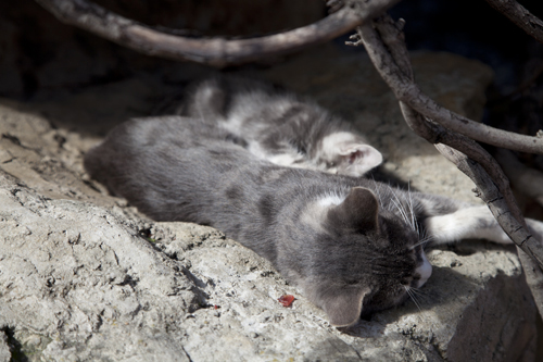 кошка со своим котенком.jpg