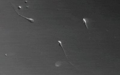 Хотите детей? Чаще занимайтесь сексом! Хотите детей? Чаще занимайтесь сексом!