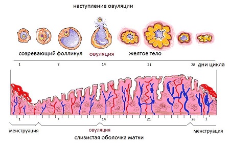 Цикл овуляции