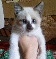 Аватара пользователя