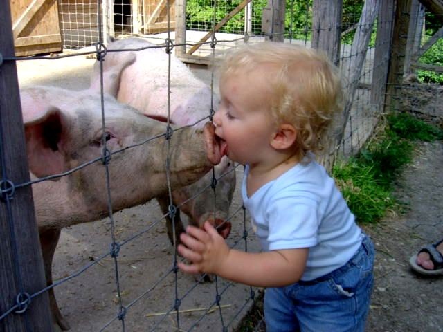 Swine Flu Origin.jpg