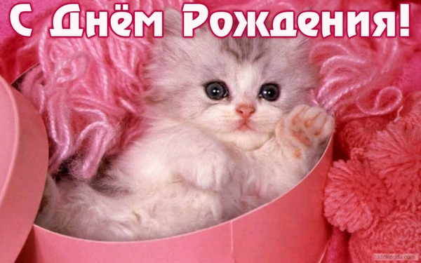 kitty.jpg