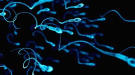 Марихуана влияет на концентрацию спермы