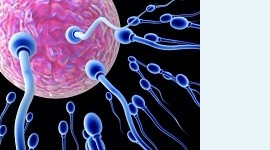 Расшифрованы гены, активирующиеся после оплодотворения яйцеклетки