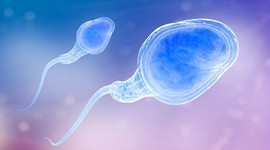 Всё меньше и меньше: мировое падение качества спермы