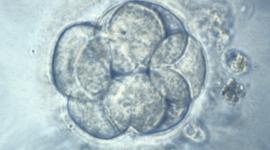 ЭКО: как выбирают день переноса эмбриона