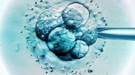 Стресс повышает качество эмбрионов 
