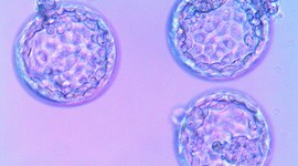 Качество эмбрионов оценит искусственный интеллект