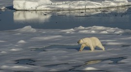 Полярной ночью у женщин прекращается овуляция