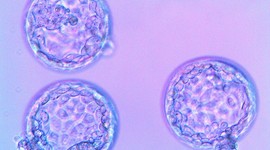 Нужно ли лежать после переноса эмбрионов?