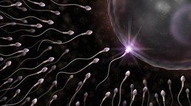 Звуковые волны используются для отбора спермы при ЭКО