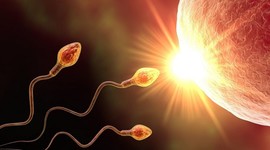 Найдены молекулярные механизмы женской фертильности