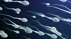 PFAS влияют на мужскую фертильность