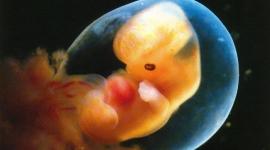Эмбрионам отказали в человеческих правах