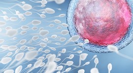 Тест на гиперактивность спермы повысит шанс успешного зачатия