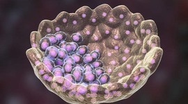 Мозаичные эмбрионы могут быть жизнеспособны