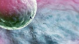 Заморозка ооцитов - лучший подарок для выпускницы Заморозка ооцитов - лучший подарок для выпускницы