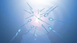 Качество спермы: хочет ли знать мужчина?