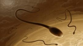 "Фермент молодости" повысит качество спермы