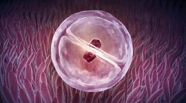 Отсутствие стволовых клеток как причина выкидышей