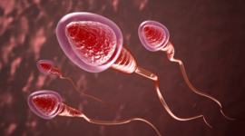 Как на самом деле плавают сперматозоиды?