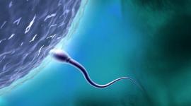 Дания ужесточает отбор доноров спермы