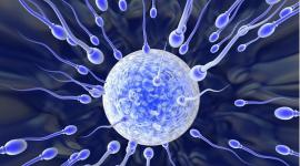Ученые выяснили: размер сперматозоидов имеет значение