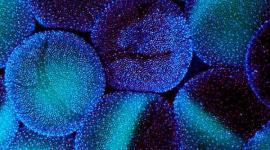 Разработан новый метод хранения яйцеклеток Разработан новый метод хранения яйцеклеток