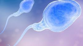 Обнаружен ген мужского бесплодия Обнаружен ген мужского бесплодия