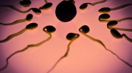 Зачем сперматозоиды группируются в стаи?