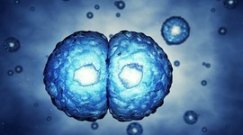 Ученые получили ооциты из стволовых клеток