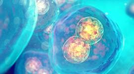 Ученые хотят изменить правила исследования эмбрионов