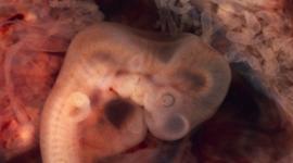 Ученые ищут причины бесплодия в эмбриогенезе