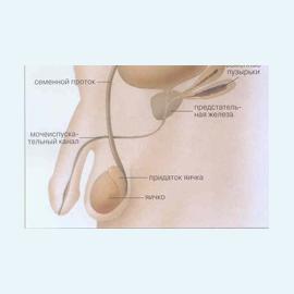 Воспаление семенных пузырьков