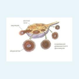 Мониторинг яичников