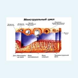 Менструальный цикл и последствия его нарушения