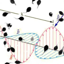 Сперматозоиды - магниты