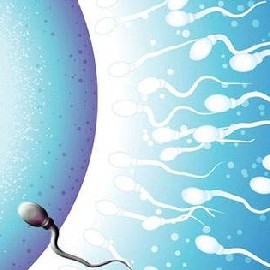 Низкое качество спермы указывает на наличие заболеваний