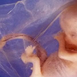 Эмбрионы с генетическими повреждениями способны самовосстанавливаться
