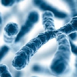 Женская хромосома может быть в ответе за мужское бесплодие
