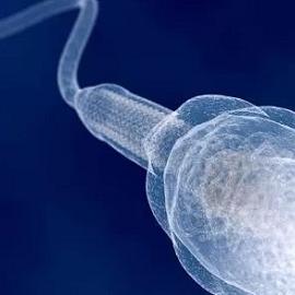 Низкое качество спермы может указывать на серьезные проблемы со здоровьем