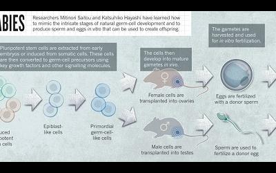 Японские ученые вырастили яйцеклетки из клеток кожи мыши