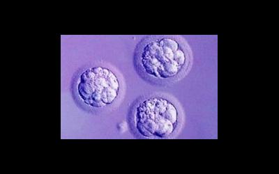 Какие признаки беременности отмечаются после переноса эмбрионов