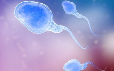 В сперматозоиде обнаружены новые структуры