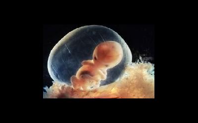 Плод становится человеком. Эмбрионы человека Эрмитаж. Когда эмбрион становится плодом.