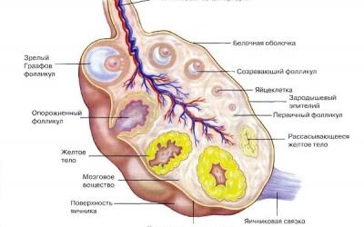 Знакомьтесь, ваш организм: 5 интересных фактов об яичниках