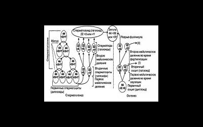 Как восстановить сперматогенез? 