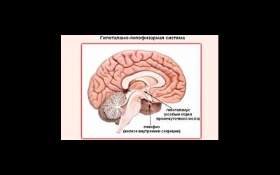 Гипофиз и нарушение его функционирования
