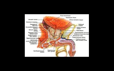 Атрофия семенного пузырька и семенного канатика