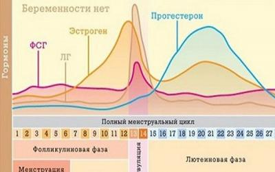 Месячный цикл, гормоны и физиология: кто виноват и что делать Месячный цикл, гормоны и физиология: кто виноват и что делать